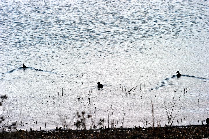 Biviere di Lentini 23.1.2011 (221).jpg